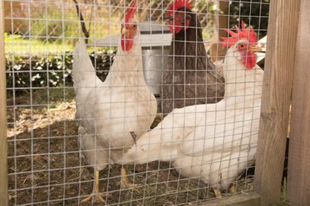 Protecting Chickens From Predators Image
